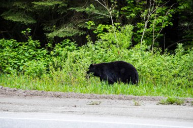 Black bear (Ursus americanus) in Glacier National Park in Canada