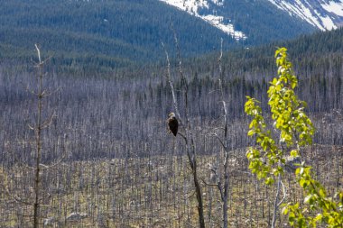 Kanada 'daki Jasper Ulusal Parkı' nda Kel Kartal (Haliaeetus leucocephalus).