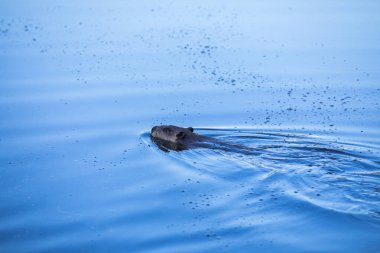 Scene of a beaver (Castor) in Hinton Town, Alberta in Canada