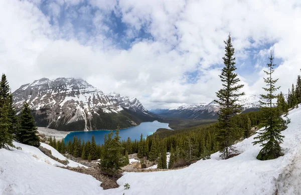 Summer Landscape Peyto Lake Banff National Park Canada — Stock Fotó