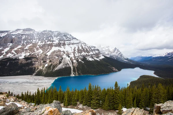 Літній Пейзаж Озері Пейто Національний Парк Банф Канаді — стокове фото