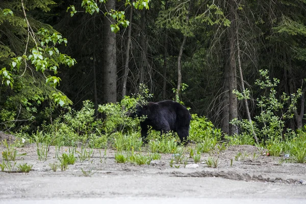 Black Bear Ursus Americanus Glacier National Park Canada — Fotografia de Stock