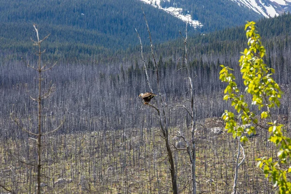 Kanada 'daki Jasper Ulusal Parkı' nda Kel Kartal (Haliaeetus leucocephalus).