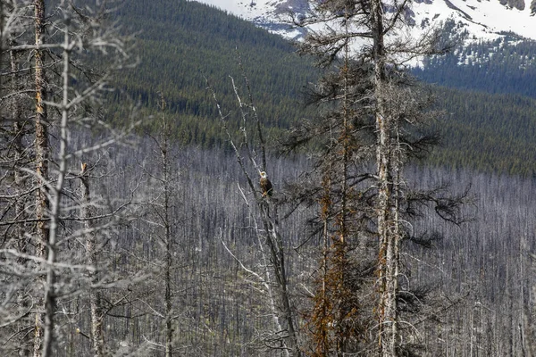 Bald Eagle Haliaeetus Leucocephalus Jasper National Park Canada — Fotografia de Stock