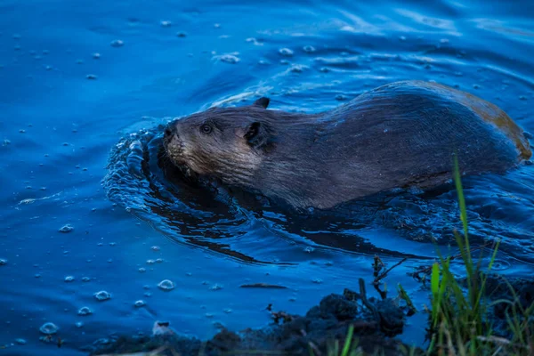 Scene Beaver Castor Hinton Town Alberta Canada — Stockfoto