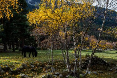 Porte Puymorens, La Cerdanya, Pireneler, Fransa 'da sonbahar manzarası.