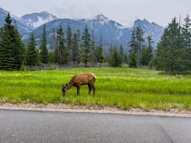 Kanada 'daki Jasper Ulusal Parkı' nda Elk (Cervus canadensis)