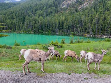 Bighorn koyunu (Ovis canadensis) Kanada Jasper Ulusal Parkı 'nda