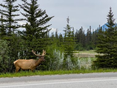 Kanada 'daki Jasper Ulusal Parkı' nda Elk (Cervus canadensis)
