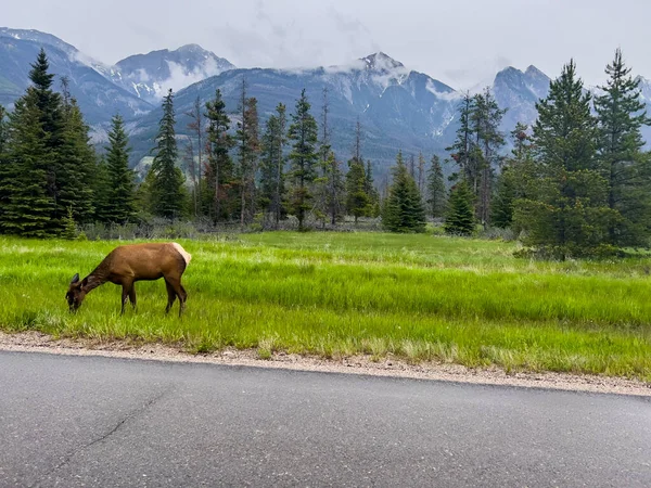 stock image Elk (Cervus canadensis) in Jasper National Park in Canada