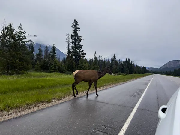 stock image Elk (Cervus canadensis) in Jasper National Park in Canada
