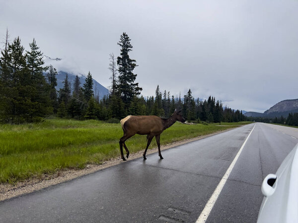 Elk (Cervus canadensis) in Jasper National Park in Canada