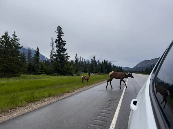 stock image Elk (Cervus canadensis) in Jasper National Park in Canada