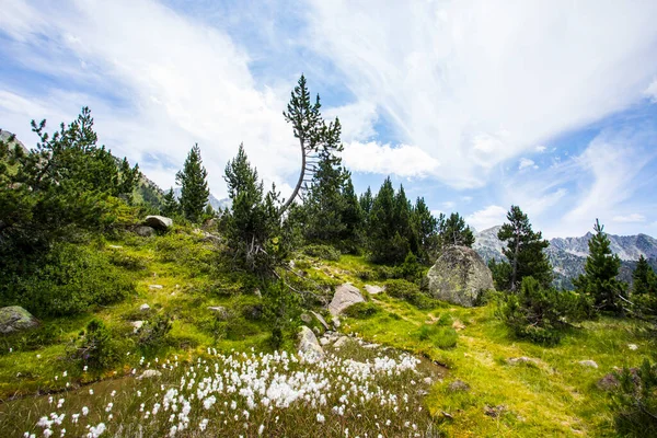 Летний Пейзаж Vall Boi Aiguestortes Sant Maurici National Park Pyrenees — стоковое фото