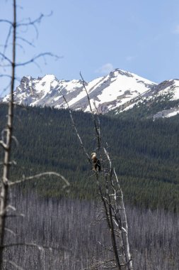 Bald eagle (Haliaeetus leucocephalus) In Jasper National Park in Canada.