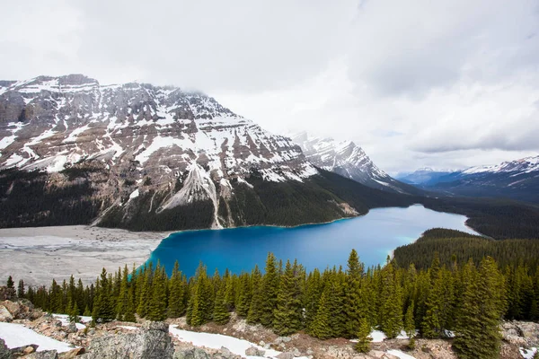 Summer Landscape Peyto Lake Banff National Park Canada —  Fotos de Stock