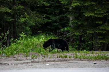 Black bear (Ursus americanus) in Glacier National Park in Canada