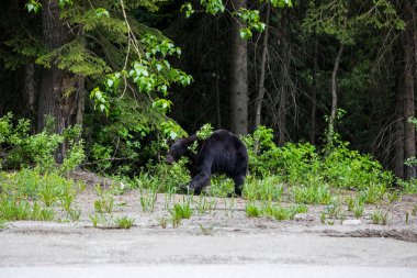 Black bear (Ursus americanus) in Glacier National Park in Canada