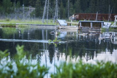 Scene of a beaver (Castor) in Hinton Town, Alberta in Canada