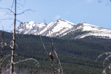Bald eagle (Haliaeetus leucocephalus) In Jasper National Park in Canada.