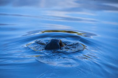 Scene of a beaver (Castor) in Hinton Town, Alberta in Canada