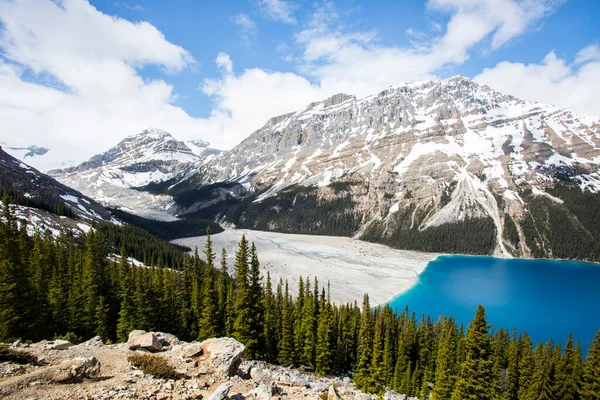 Summer Landscape Peyto Lake Banff National Park Canada — Stock Fotó