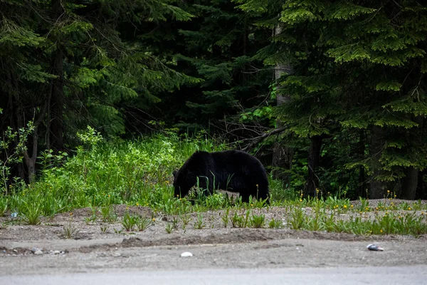 Black bear (Ursus americanus) in Glacier National Park in Canada