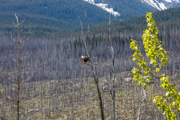 Bald eagle (Haliaeetus leucocephalus) In Jasper National Park in Canada.