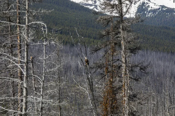 Bald eagle (Haliaeetus leucocephalus) In Jasper National Park in Canada.