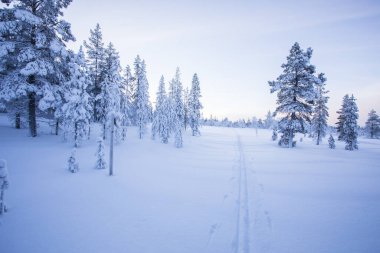 Pallas Yllastunturi Ulusal Parkı, Laponya, Finlandiya 'da kış manzarası