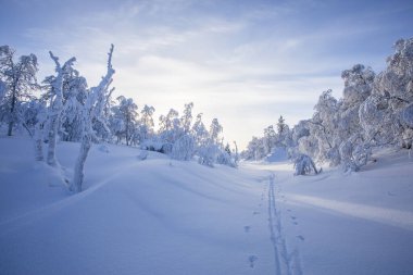 Winter landscape in Pallas Yllastunturi National Park, Lapland, northern Finland.