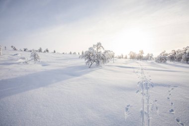 Winter landscape in Pallas Yllastunturi National Park, Lapland, northern Finland.