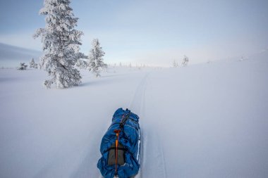 Ski expedition in Pallas Yllastunturi National Park, Lapland, northern Finland.
