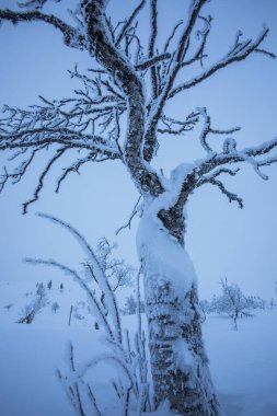 Pallas Yllastunturi Ulusal Parkı, Laponya, Finlandiya 'da kış manzarası