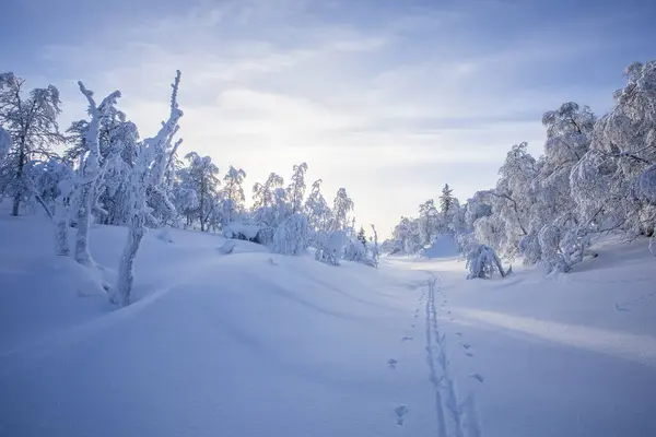 Winter Landscape Pallas Yllastunturi National Park Lapland Northern Finland — Stock Photo, Image
