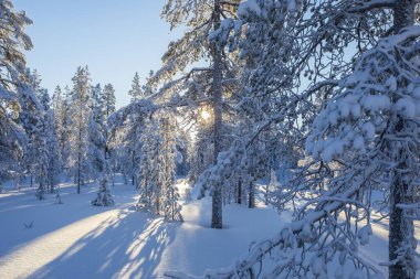 Winter landscape in Pallas Yllastunturi National Park, Lapland, Finland