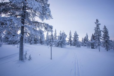 Pallas Yllastunturi Ulusal Parkı, Laponya, Finlandiya 'da kış manzarası