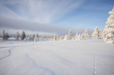 Winter landscape in Pallas Yllastunturi National Park, Lapland, northern Finland.