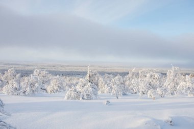 Pallas Yllastunturi Ulusal Parkı, Laponya, Finlandiya 'da kış manzarası