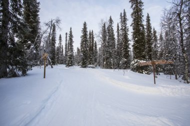 Ski expedition in Pallas Yllastunturi National Park, Lapland, northern Finland.