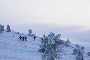 Pallas Yllastunturi Milli Parkı, Laponya, Finlandiya 'da kayak gezisi