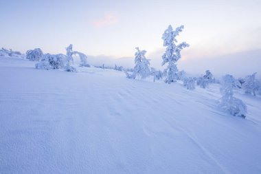 Pallas Yllastunturi Ulusal Parkı, Laponya, Finlandiya 'da kış manzarası