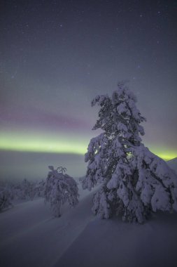 Northern lights in Pallas Yllastunturi National Park, Lapland, northern Finland