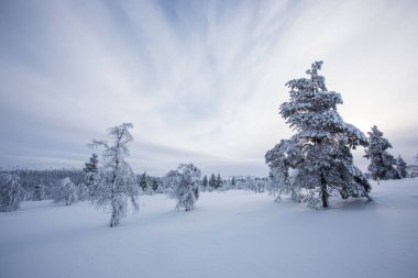 Pallas Yllastunturi Ulusal Parkı, Laponya, Finlandiya 'da kış manzarası