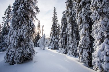 Pallas Yllastunturi Ulusal Parkı, Laponya, Finlandiya 'da kış manzarası