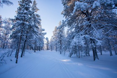Pallas Yllastunturi Ulusal Parkı, Laponya, Finlandiya 'da kış manzarası