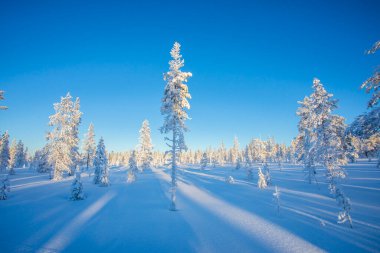 Winter landscape in Pallas Yllastunturi National Park, Lapland, northern Finland.