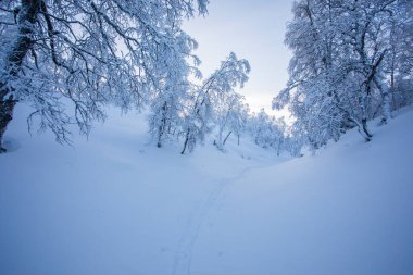 Pallas Yllastunturi Ulusal Parkı, Laponya, Finlandiya 'da kış manzarası