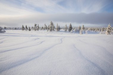 Pallas Yllastunturi Ulusal Parkı, Laponya, Finlandiya 'da kış manzarası