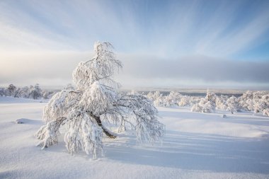 Winter landscape in Pallas Yllastunturi National Park, Lapland, northern Finland.